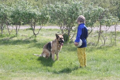 German Shepherd Dog