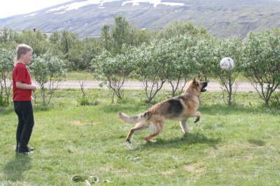 German Shepherd Dog