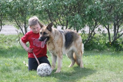 German Shepherd Dog