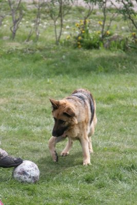 German Shepherd Dog