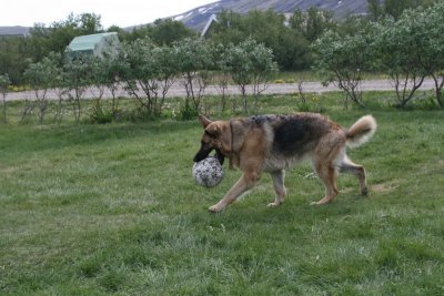 German Shepherd Dog