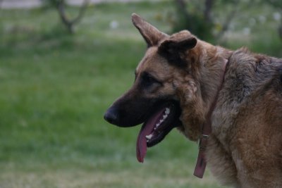 German Shepherd Dog
