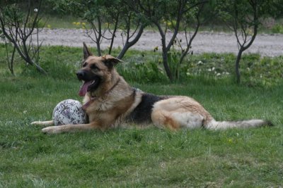 German Shepherd Dog
