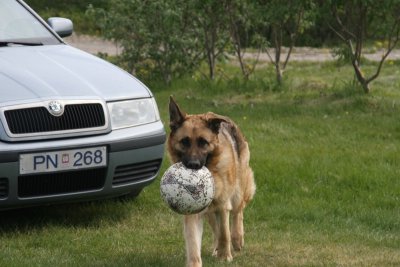 German Shepherd Dog