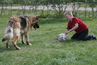 German Shepherd Dog
