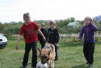 German Shepherd Dog