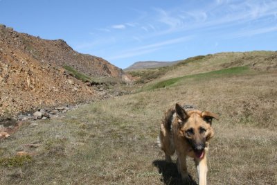 German Shepherd Dog