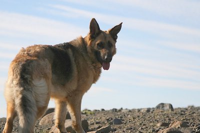 German Shepherd Dog