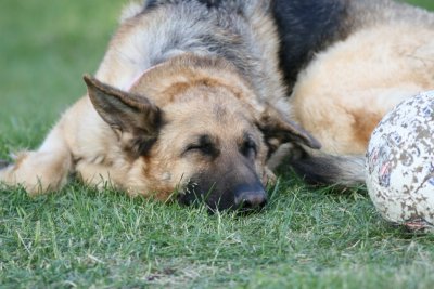 German Shepherd Dog