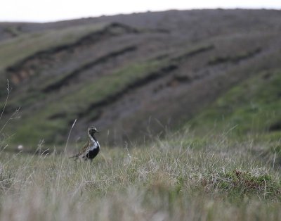 kjoastadir_2008