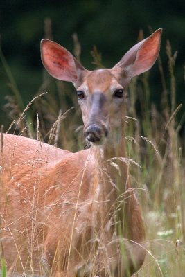 Whitetailed Doe in Long Grass