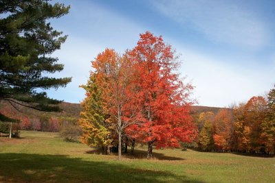 Fall Trees in Field