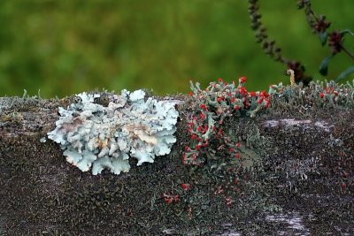 Foliose and Fruticose Lichen