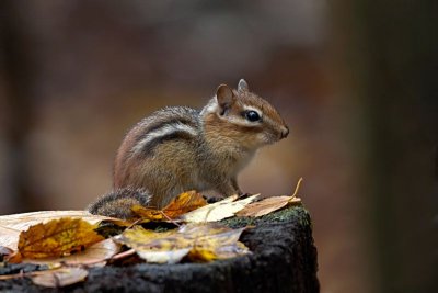 Chipmunk