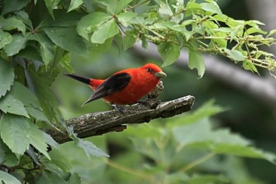 Scarlet Tanager