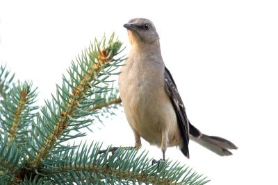 Northern Mockingbird