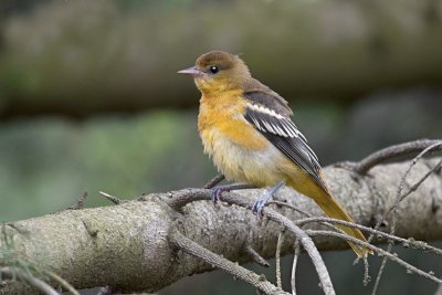 Baltimore Oriole Fledgling