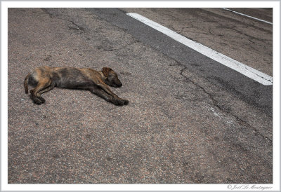 Sleeping dog on a corsican road