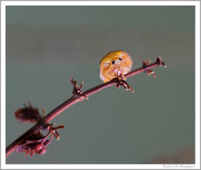 Orange ladybird