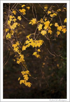 Hedge Maple for H