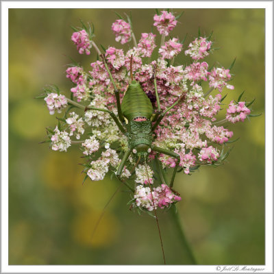 Corsican grasshopper