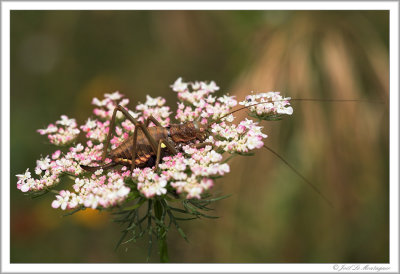 Corsican grasshopper