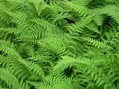 These ferns surround our outside shower, dont even need an enclosure.