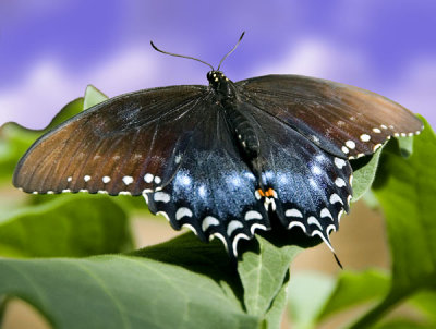 Norm Wooldridge: Black Swallowtail