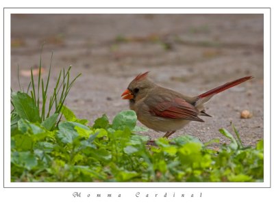 Momma-Cardinal