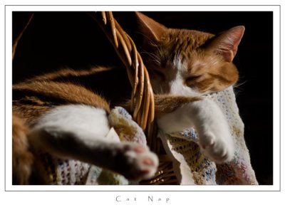Cat-Nap