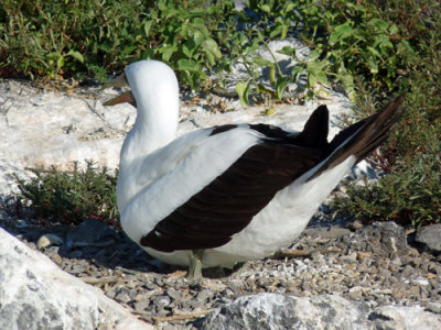 Two feet away a baby has been born, see the shell to the left of the boobie