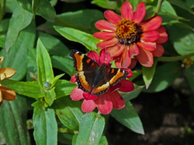  Zinnea & tortoiseshell butterfly.....