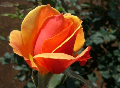 21 - Rose D