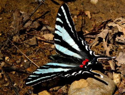 25 - Zebra Swallowtail - The Walls of Jericho, AL