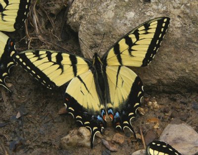 26 - Eastern Tiger Swallowtail -  Walls of Jericho, AL