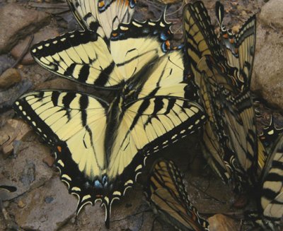 27 - Eastern Tiger Swallowtail - Walls of Jericho, AL