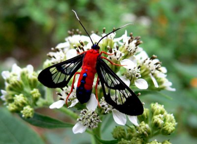 39 - Scarlet-bodied Moth - Dauphin Island, AL