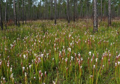 03- Splinter Hill Bog Preserve - Alabama Nature Conservancy