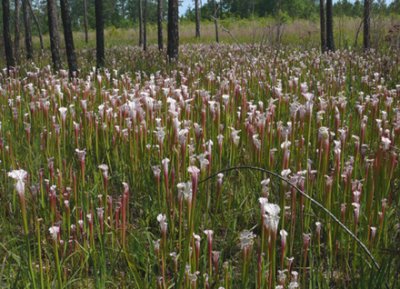 04- Splinter Hill Bog Preserve - White -Topped Pitcher Plants