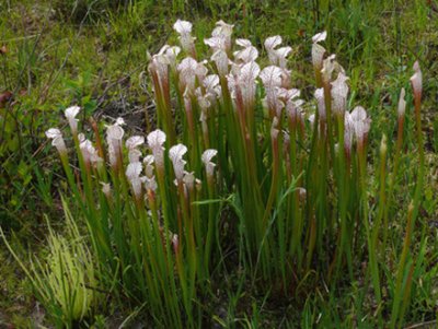 06- White-Topped Pitcher Plants