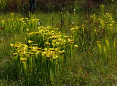19- Crawford Bog - Yellow pitcher plants