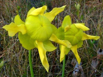 26- Crawford Bog - Yellow pitcher plant flowers