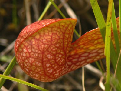 36- Splinter Hill Bog Preserve - Closeup of Parrot Pitcher