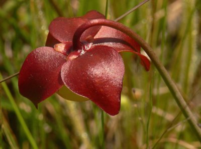 38- Splinter Hill Bog Preserve - Parrot Pitcher plant flower