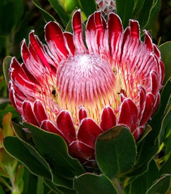 14- Protea Baron Protea (obtusifolia)