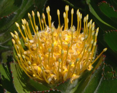 34- Pincushions  Hawaiian Gold