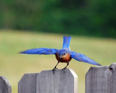Bluebird Landing