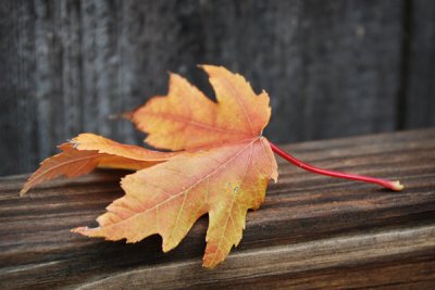 A Leaf of Autumn Color
