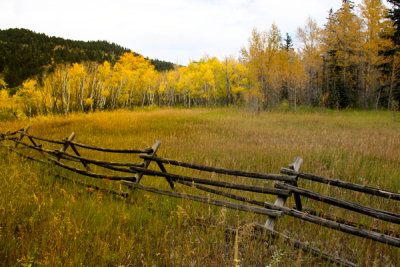 Field of Gold