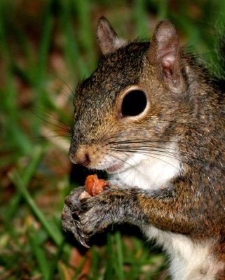 I LOVE My Nuts!